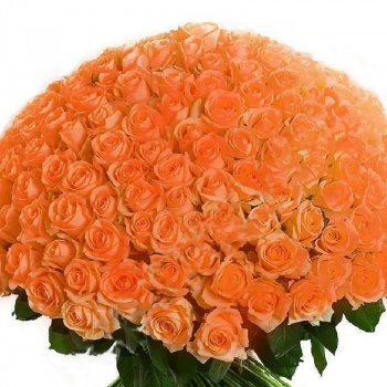 Букет из 201 персиковой розы